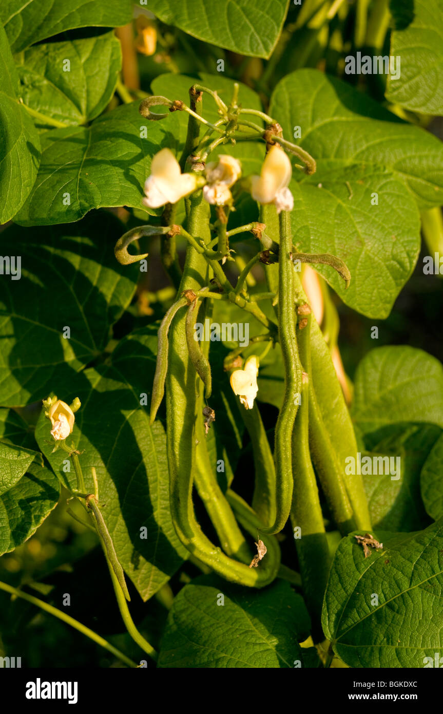 Close up of a white runner bean plant showing the white flowers, young runner beans and green leaves growing on an allotment Stock Photo