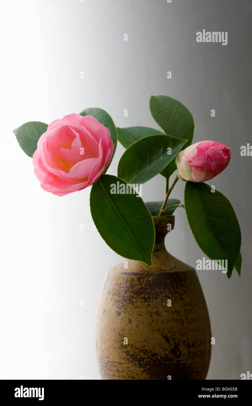 Camellias in a vase Stock Photo Alamy