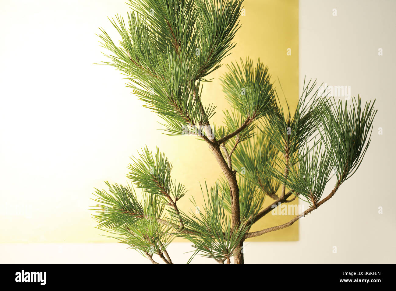 Pine branches Stock Photo