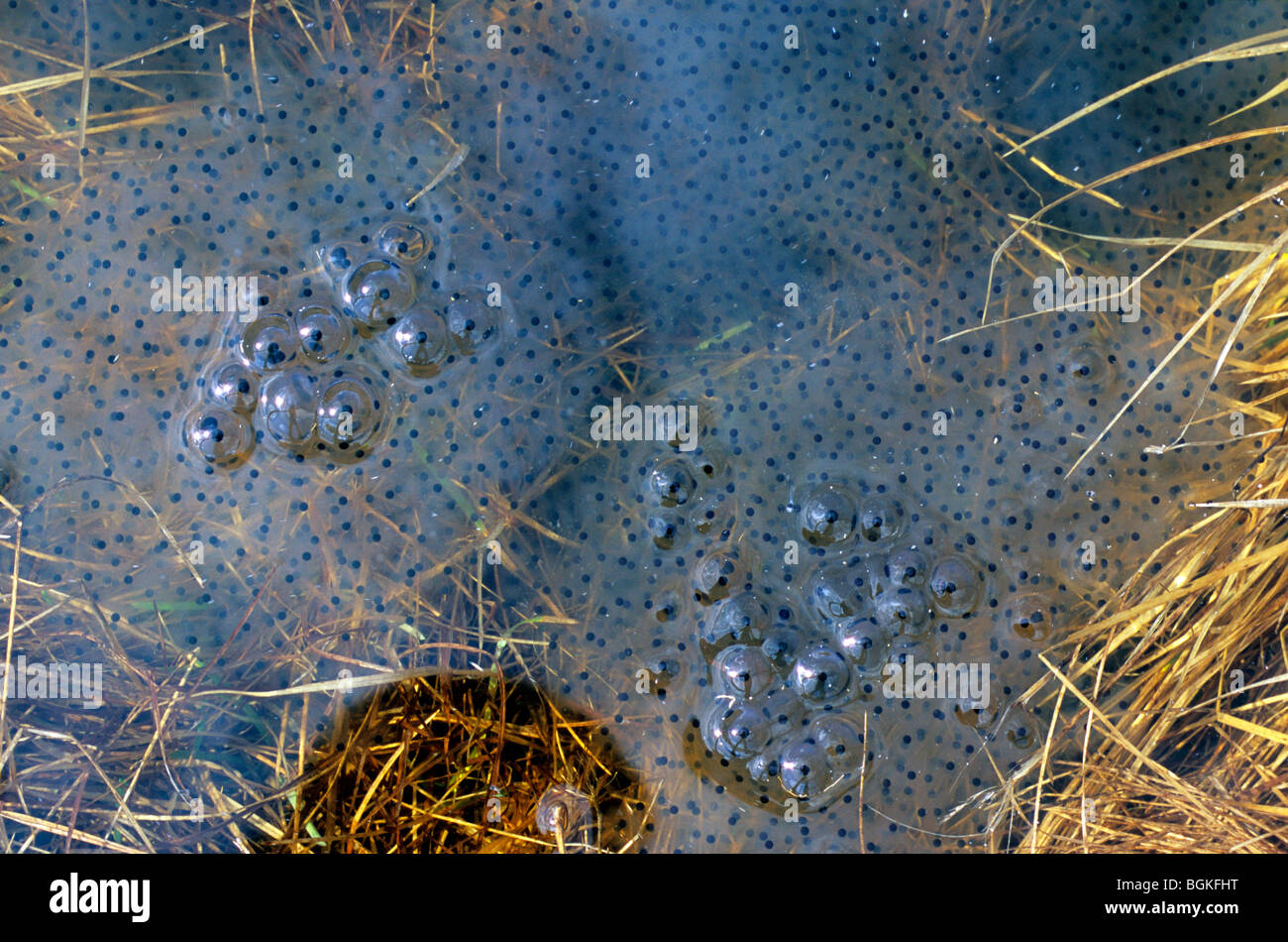 Common frog frogspawn (Rana temporaria) in swamp, Sweden Stock Photo Alamy
