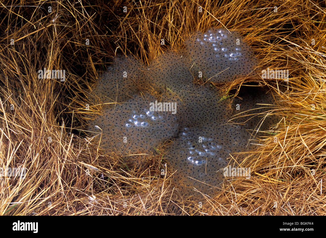 European common brown frog (Rana temporaria) frogspawn in swamp Stock Photo Alamy
