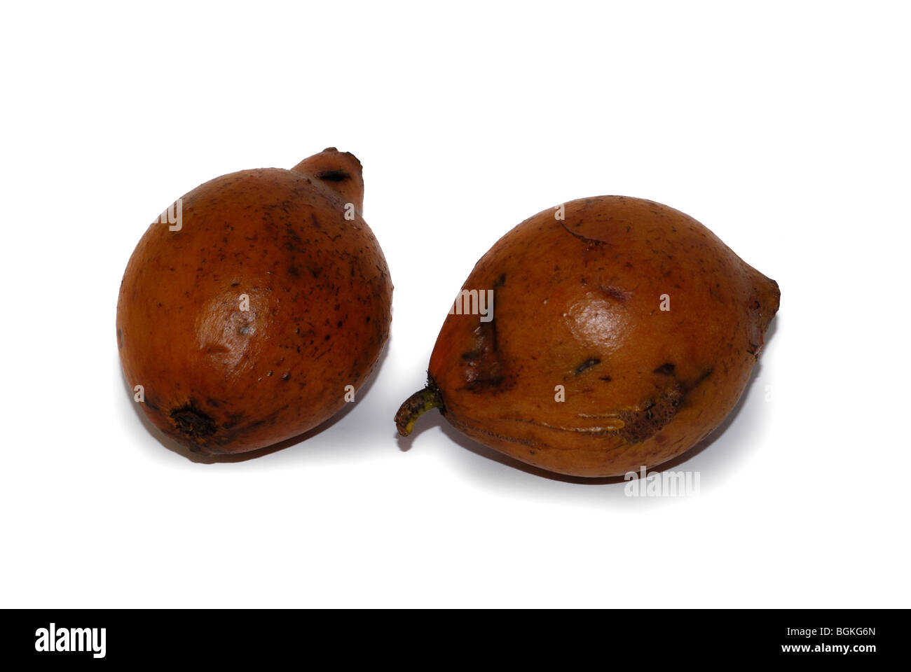 Pair of miniature Cocoa (Cacaui) pods on white background Stock Photo