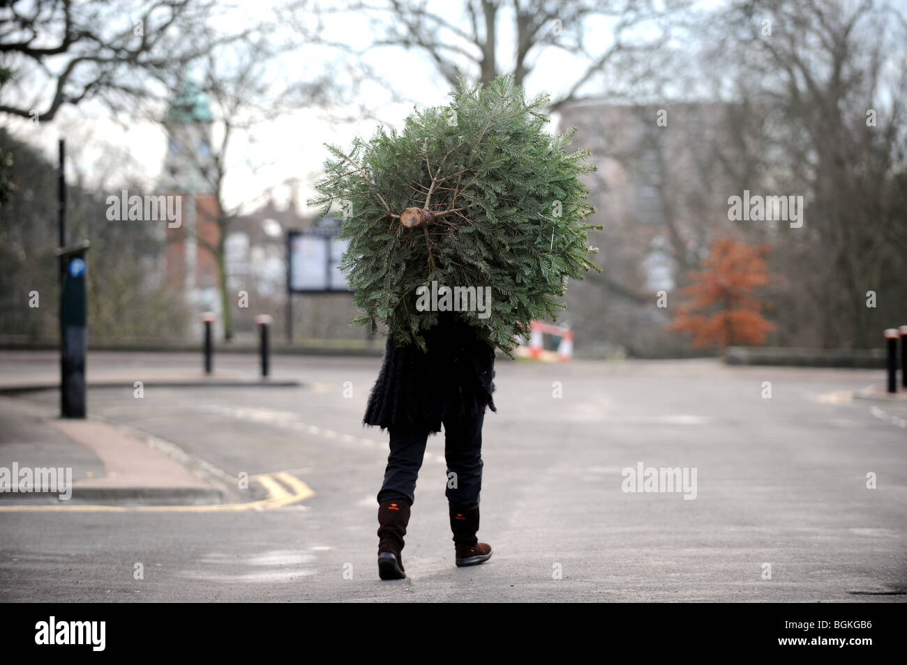 Female carrying Christmas tree on her shoulders down the road to Recycling Site in Brighton UK