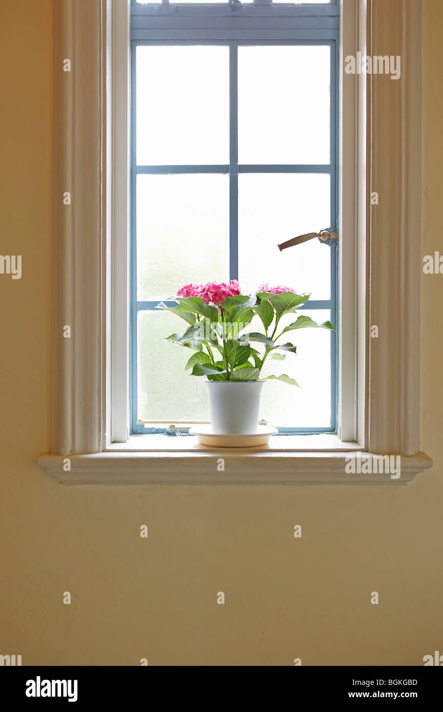 Potted flowers on window sill Stock Photo - Alamy