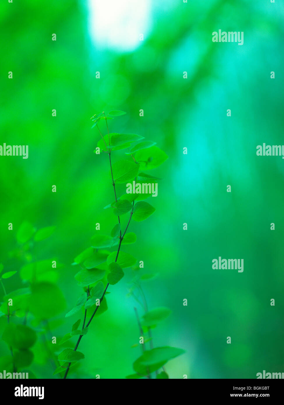 Green leaf growth hi-res stock photography and images - Alamy