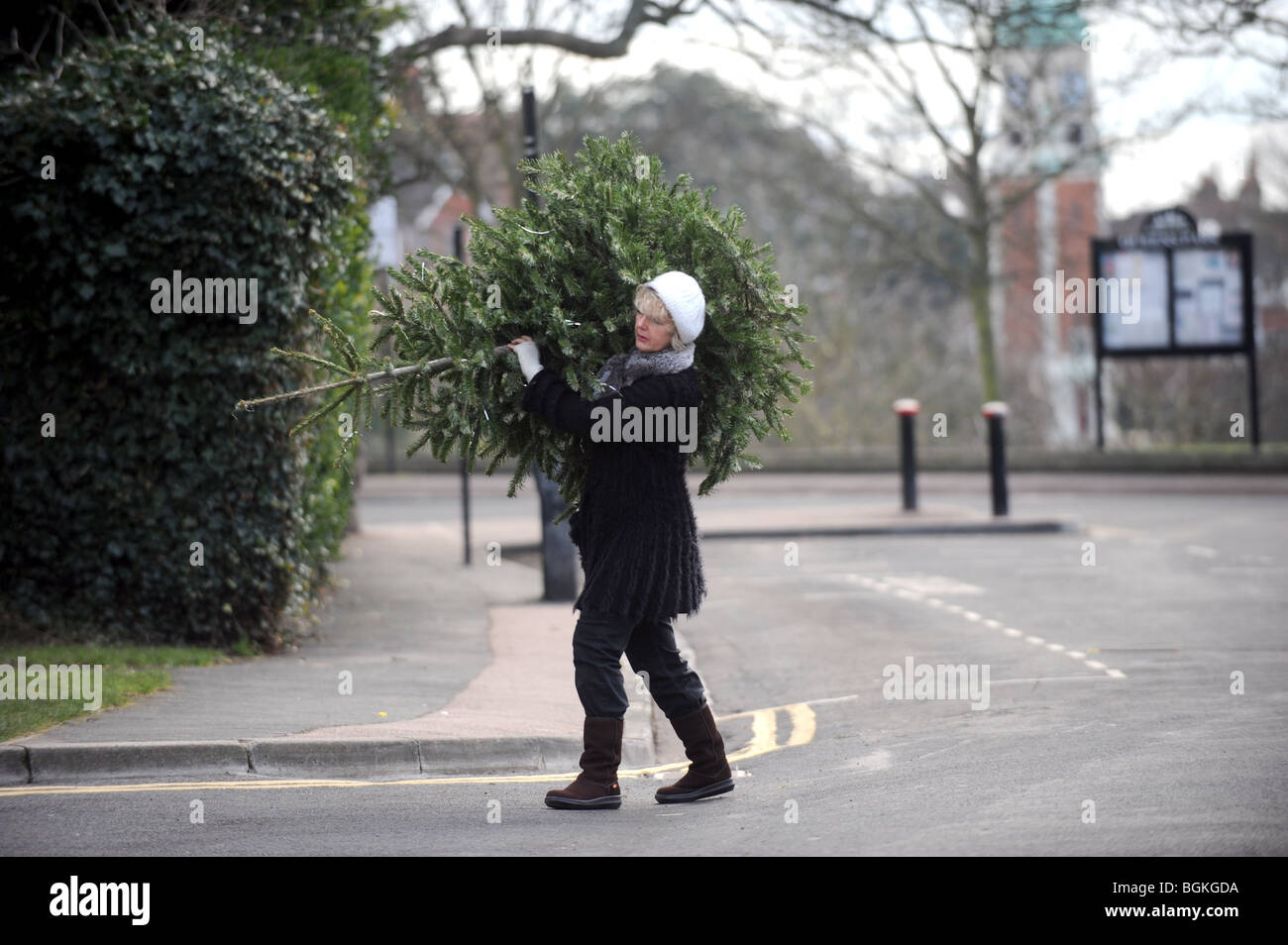 Woman carrying Christmas tree on her shoulders down the road to Recycling Site in Brighton UK