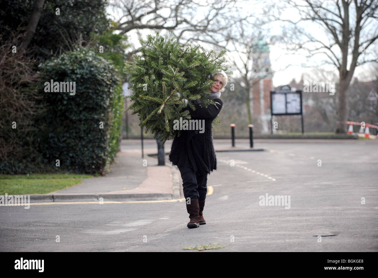 Female carrying Christmas tree on her shoulders down the road to Recycling Site in Brighton UK