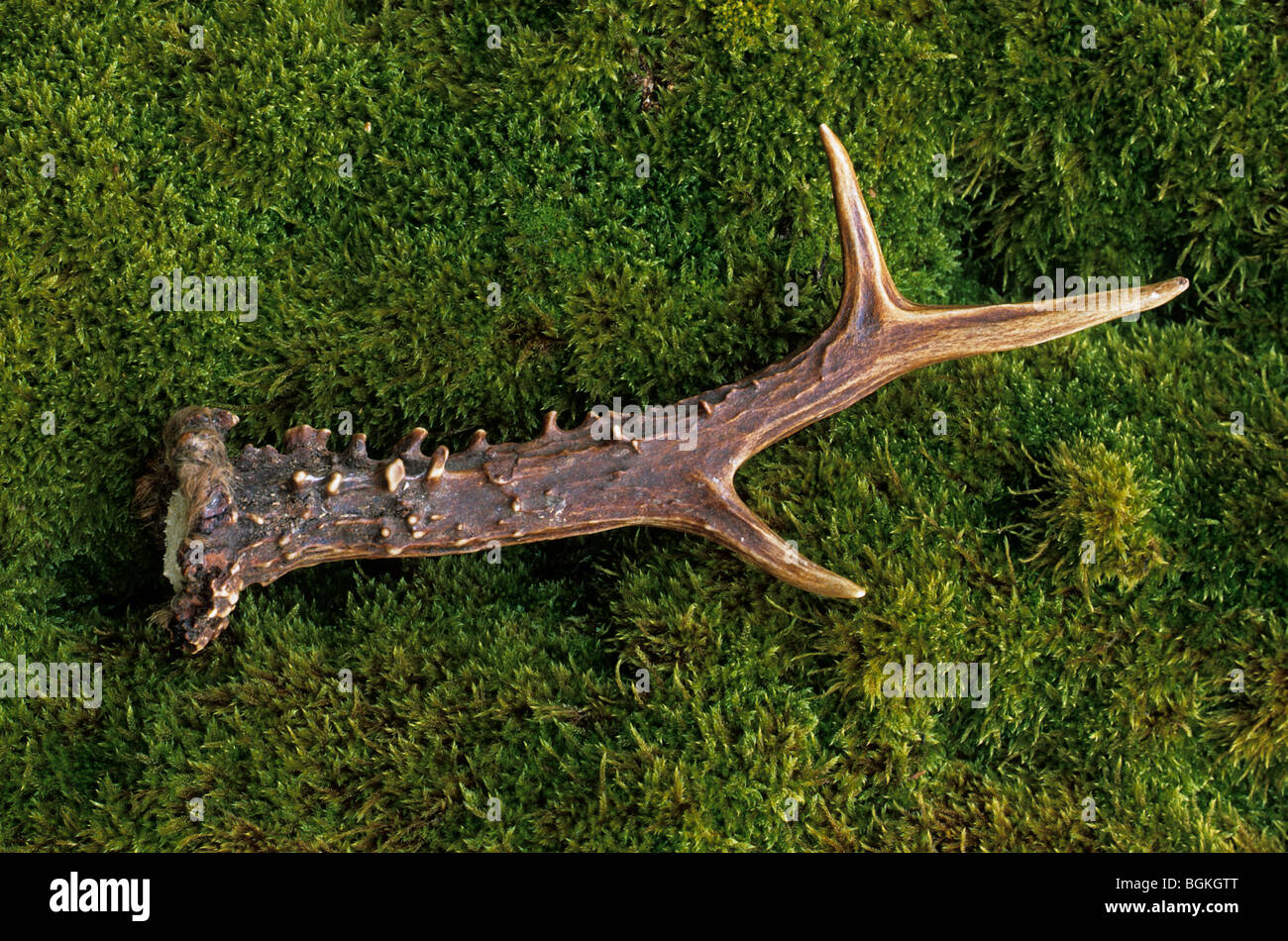 Roe deer (Capreolus capreolus) cast antler on moss Stock Photo