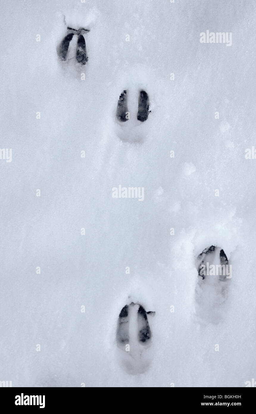 Hiroko＊Snowページ Grand Seiko Release 'Snowscape' Hi-Beat 44GS SLGH013