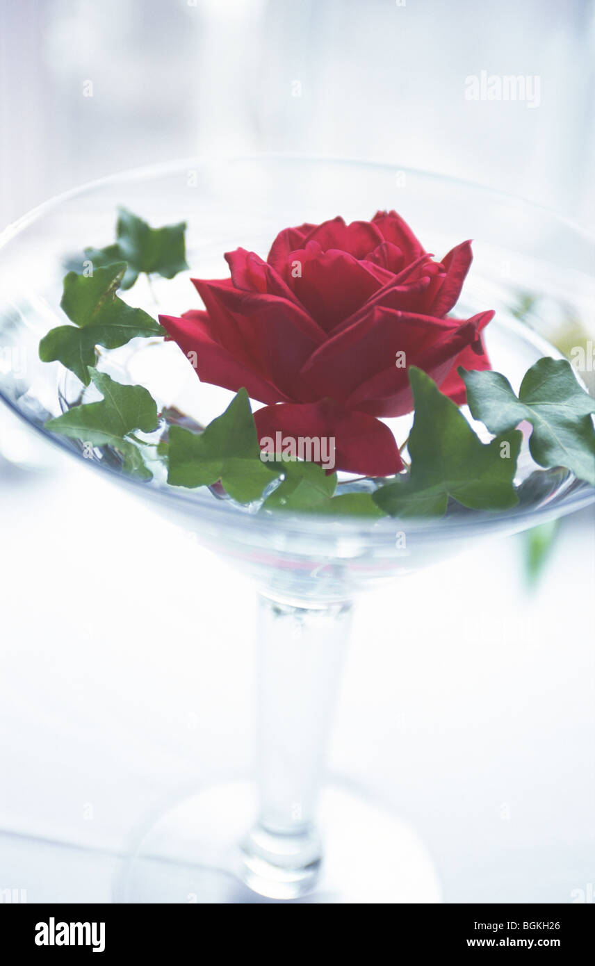 Red rose in glass white background Stock Photo - Alamy