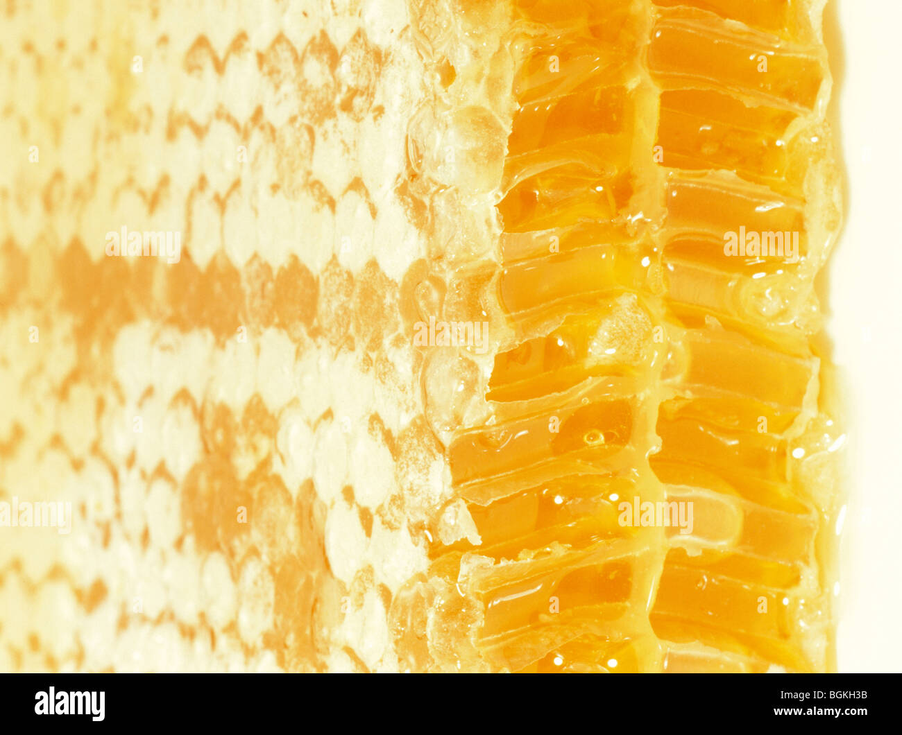 Honey Comb Near Me Understanding the Concept and Its Significance