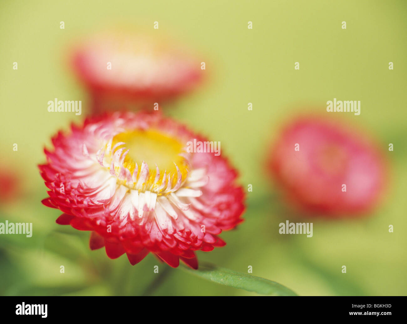 Close up of flowers ammobium alatum green background Stock Photo