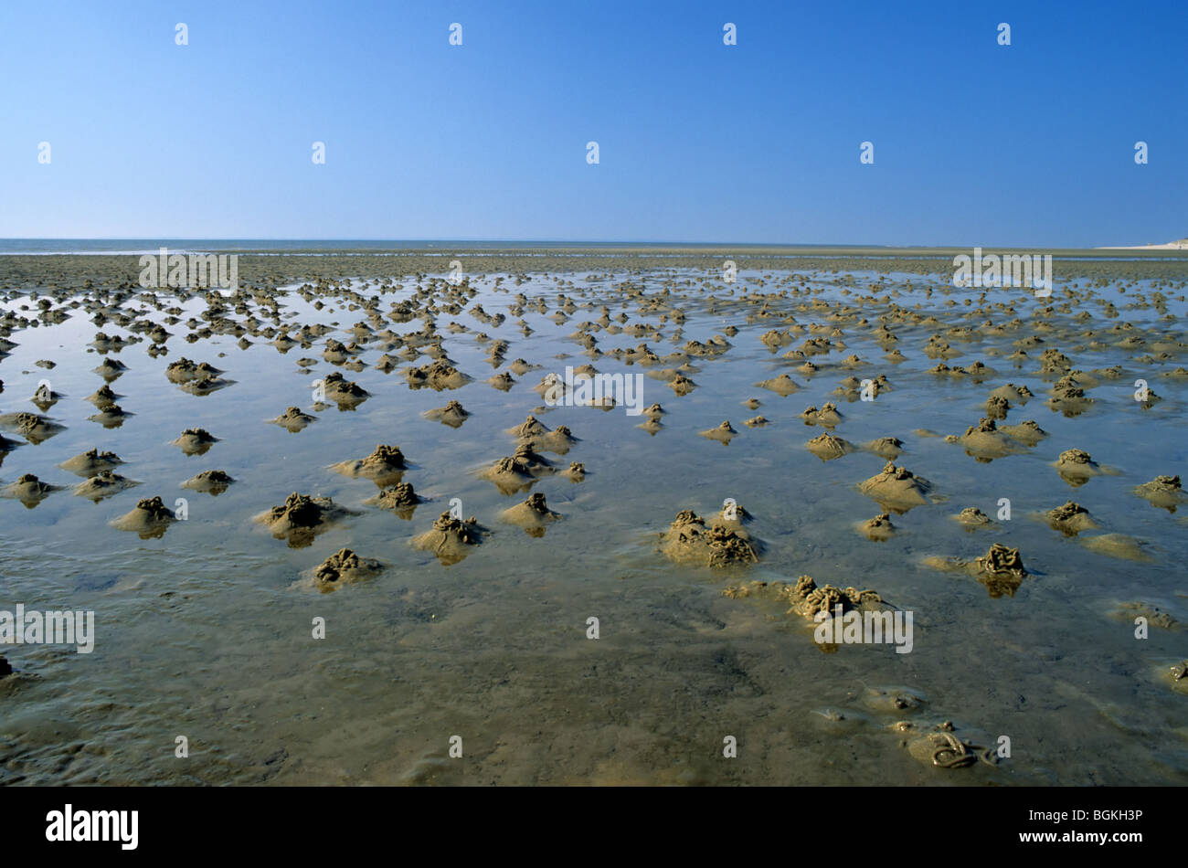 European Lugworm (Arenicola marina) casts of defaecated sediments on the beach along the North Sea coast Stock Photo