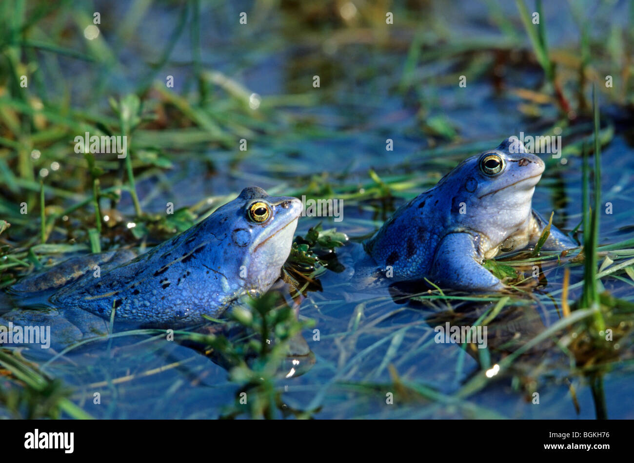 Moor frog (Rana arvalis) males coloured blue during the mating season ...