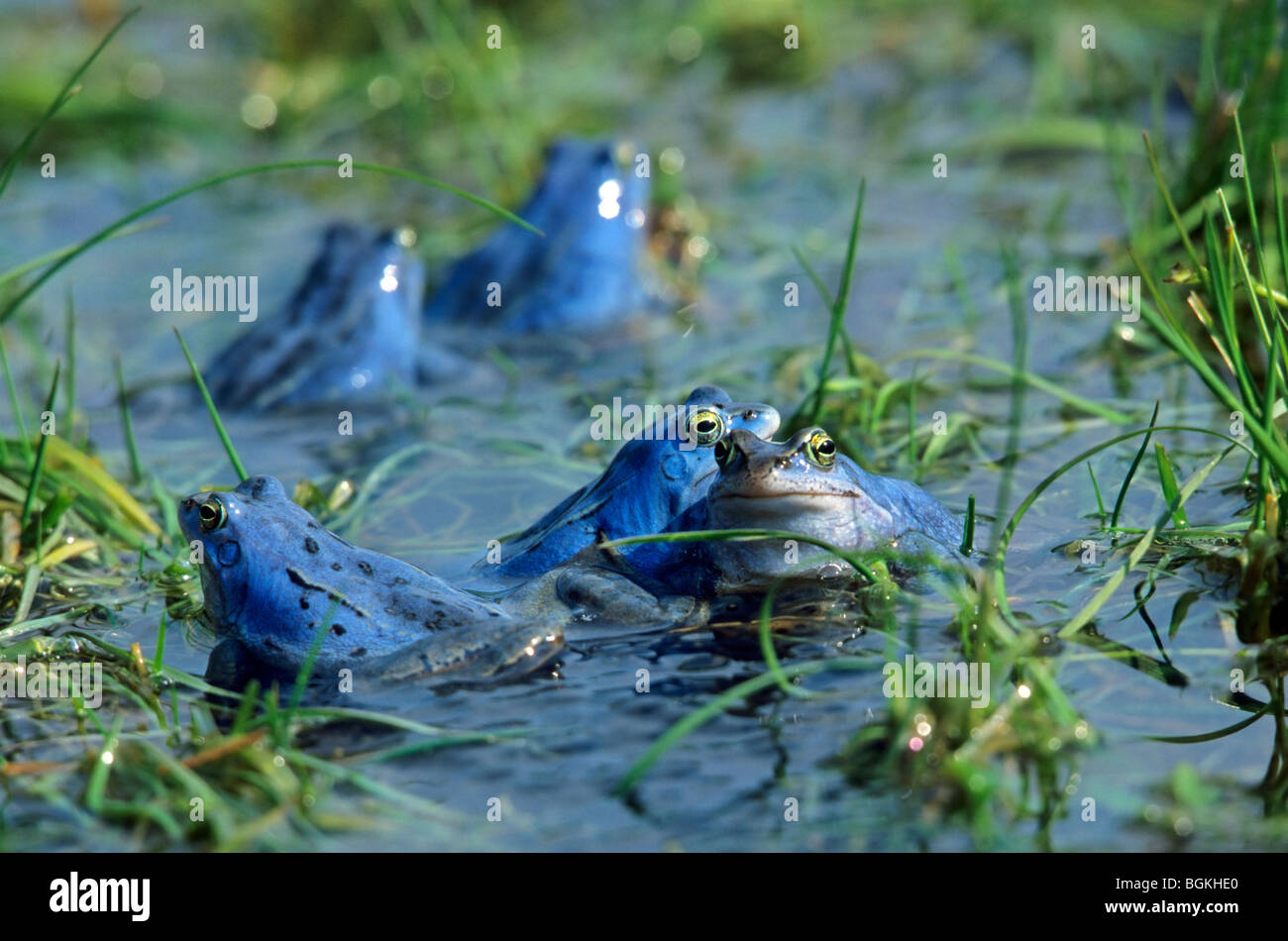 Moor frog (Rana arvalis) males coloured blue during the mating season ...