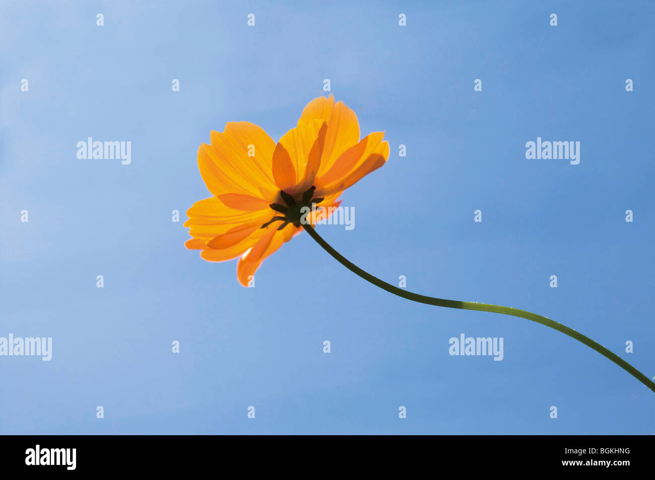 Yellow Cosmos Flower High Resolution Stock Photography and Images - Alamy