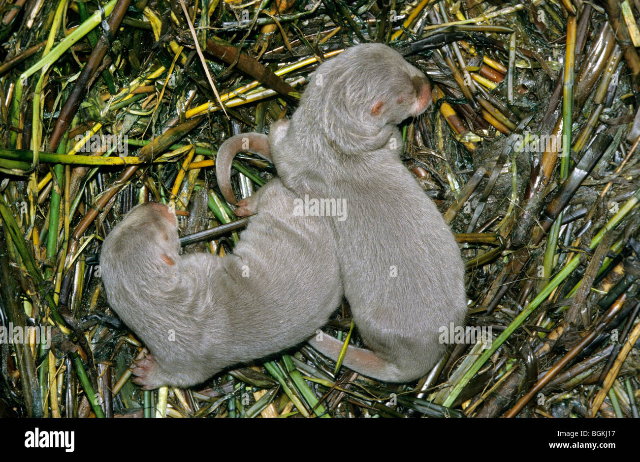 Two European river otter pups (Lutra lutra) sleeping in nest Stock Photo