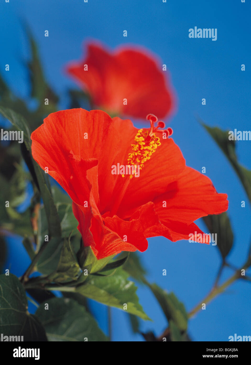 Red hibiscus hi-res stock photography and images - Alamy