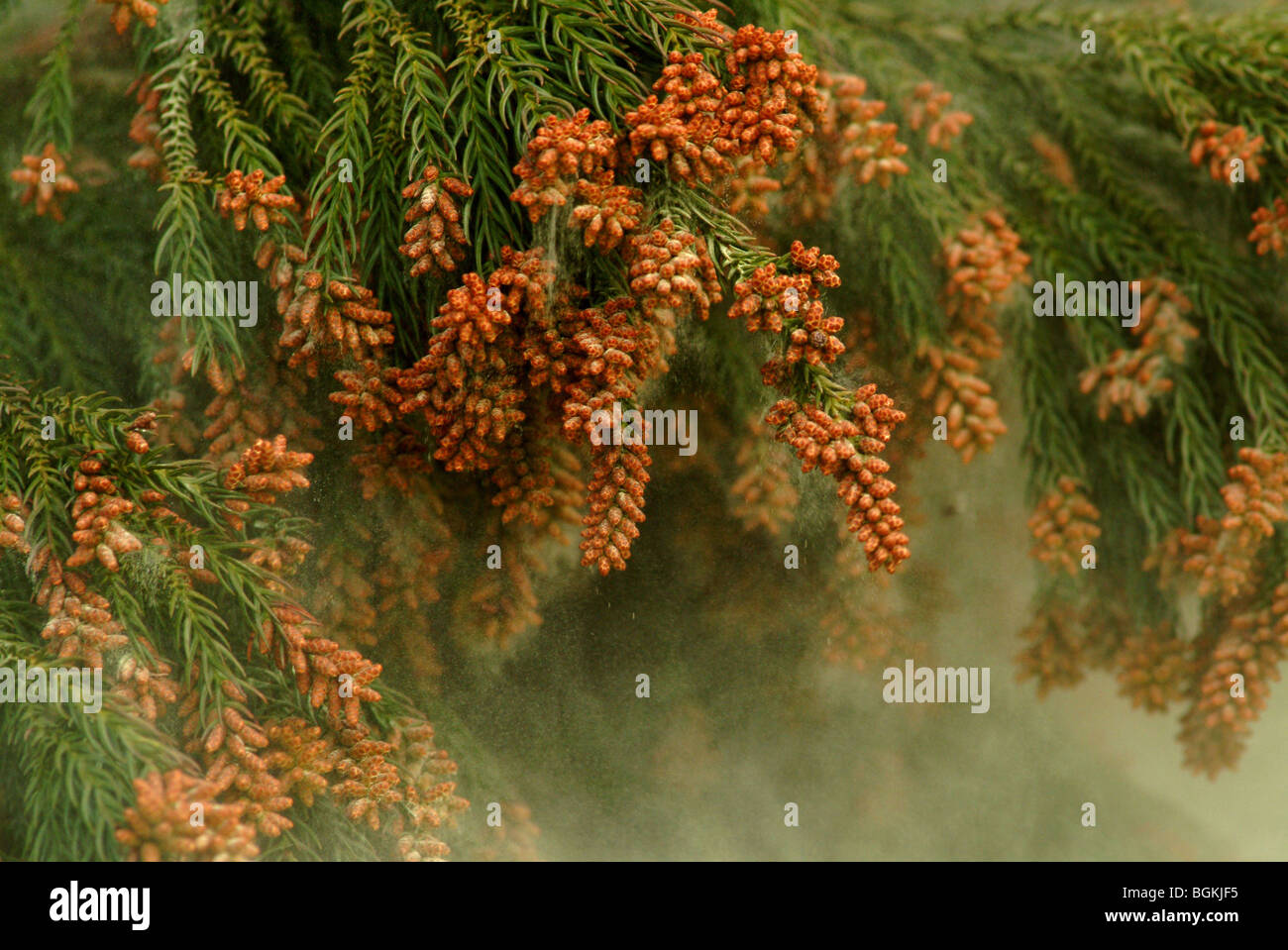 Cedar Pollen Stock Photo Alamy
