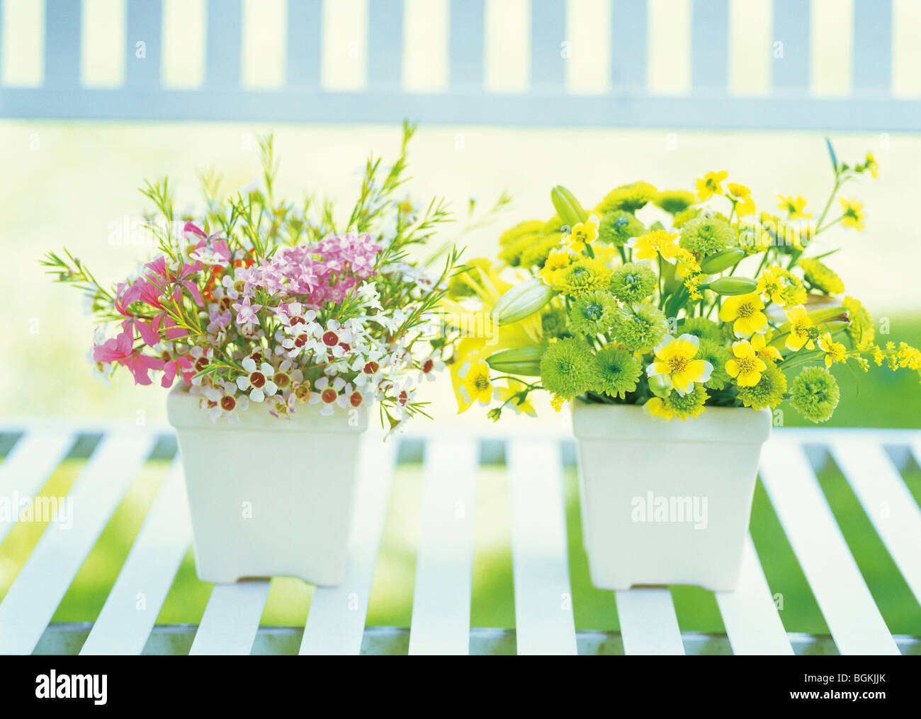 Potted plant plants hi-res stock photography and images - Alamy