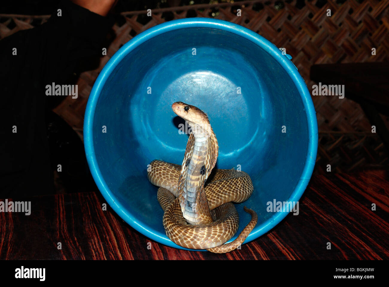 Snake bucket hires stock photography and images Alamy