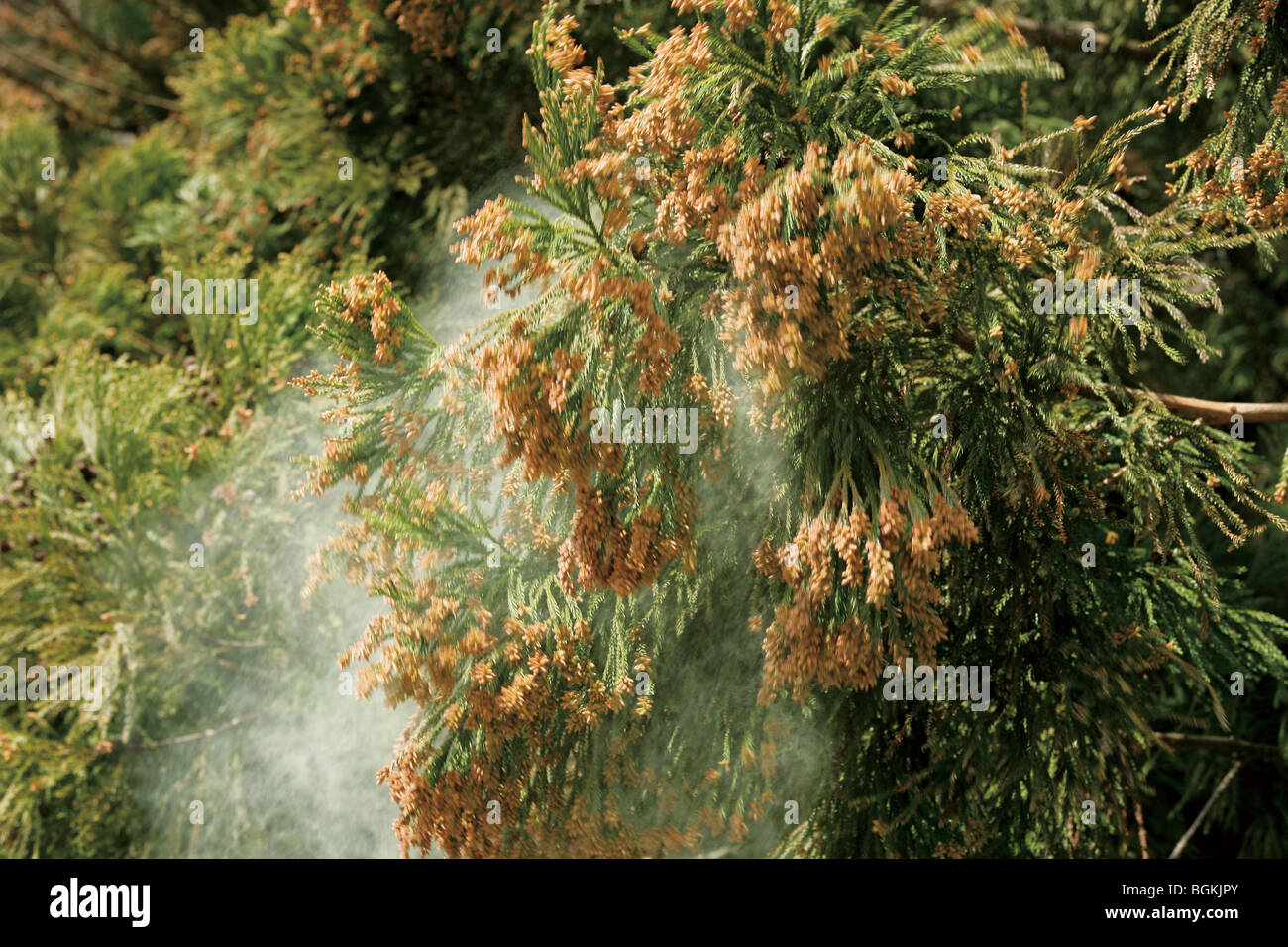Cedar Pollen High Resolution Stock Photography and Images Alamy