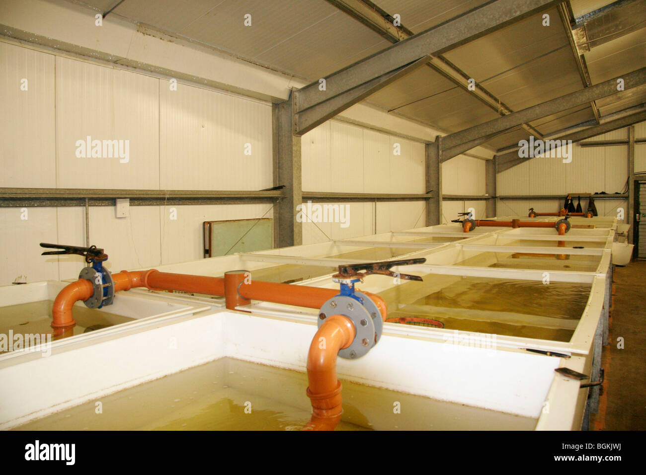 In Side A Fish Farm Stock Photo