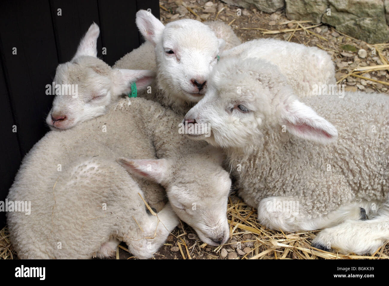 Lambs sleeping hires stock photography and images Alamy