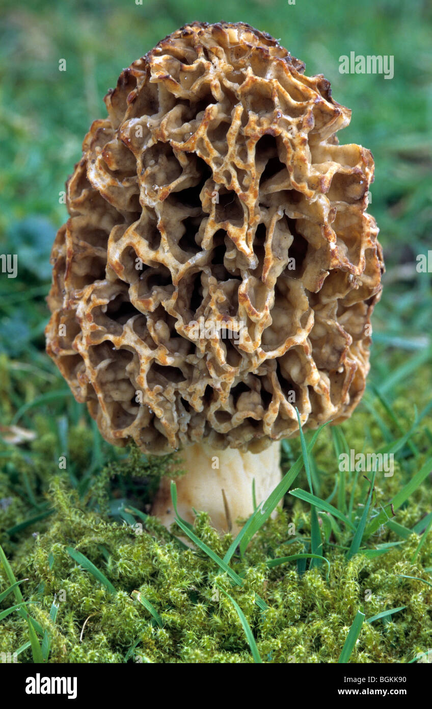 Common morel / yellow morel / true morel / morel mushroom / sponge