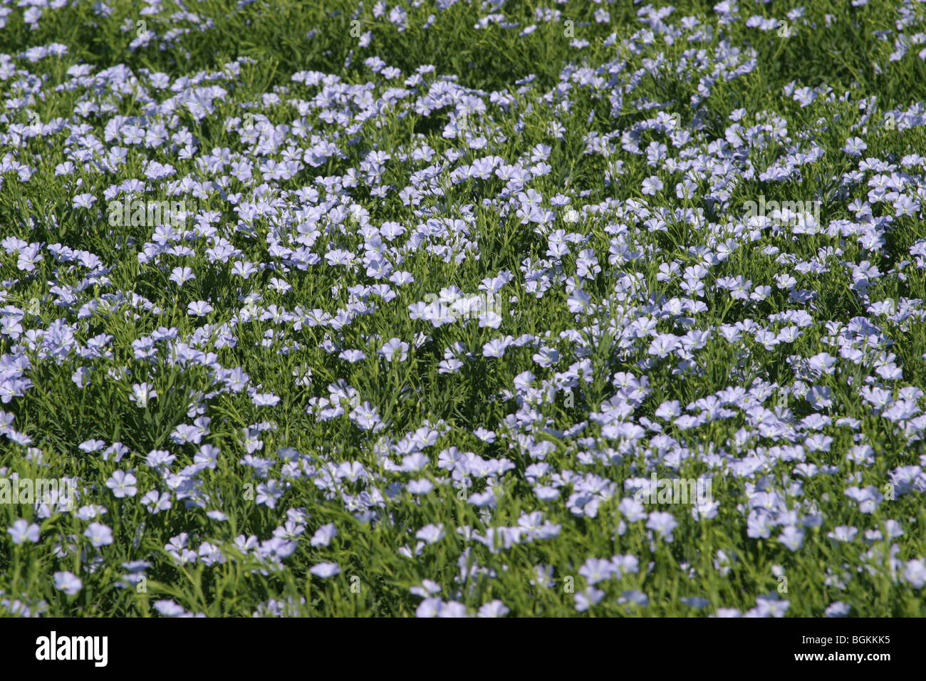 Linseed In Full Flower Stock Photo Alamy