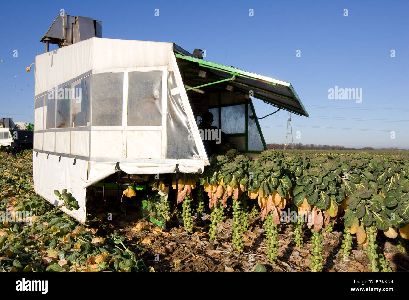 A Machine Harvesting Brussel Sprouts In The Lincolnshire Fens Stock
