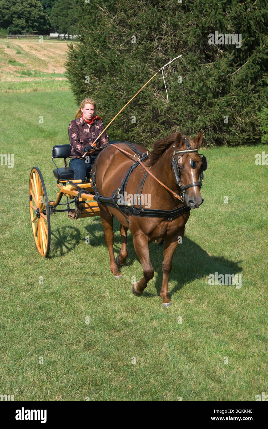 Stock photo of woman driving a horse drawn cart while giving a whistle