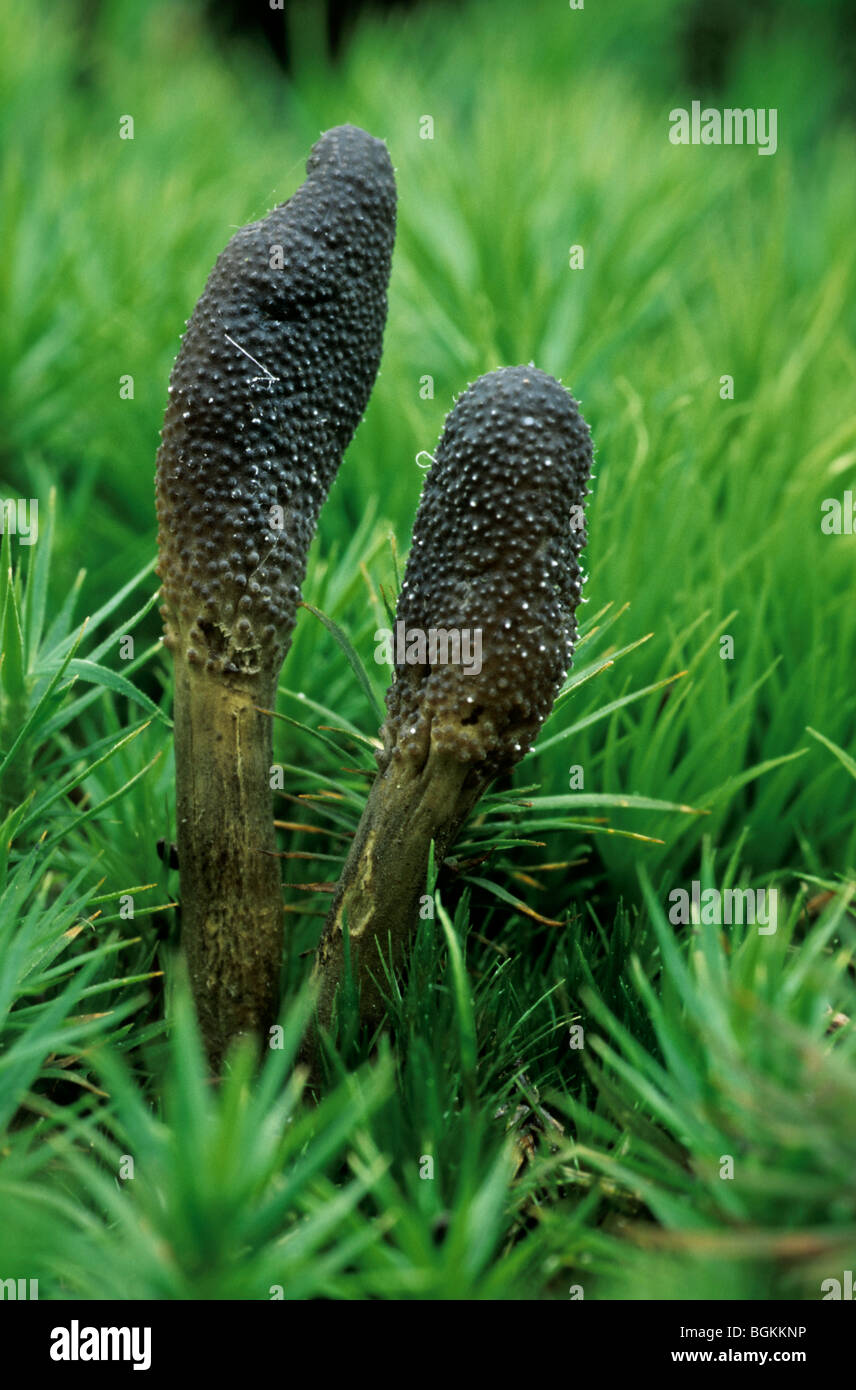 Dead man's fingers (Xylaria polymorpha / Coelorhopalon obovatum) growing among moss Stock Photo