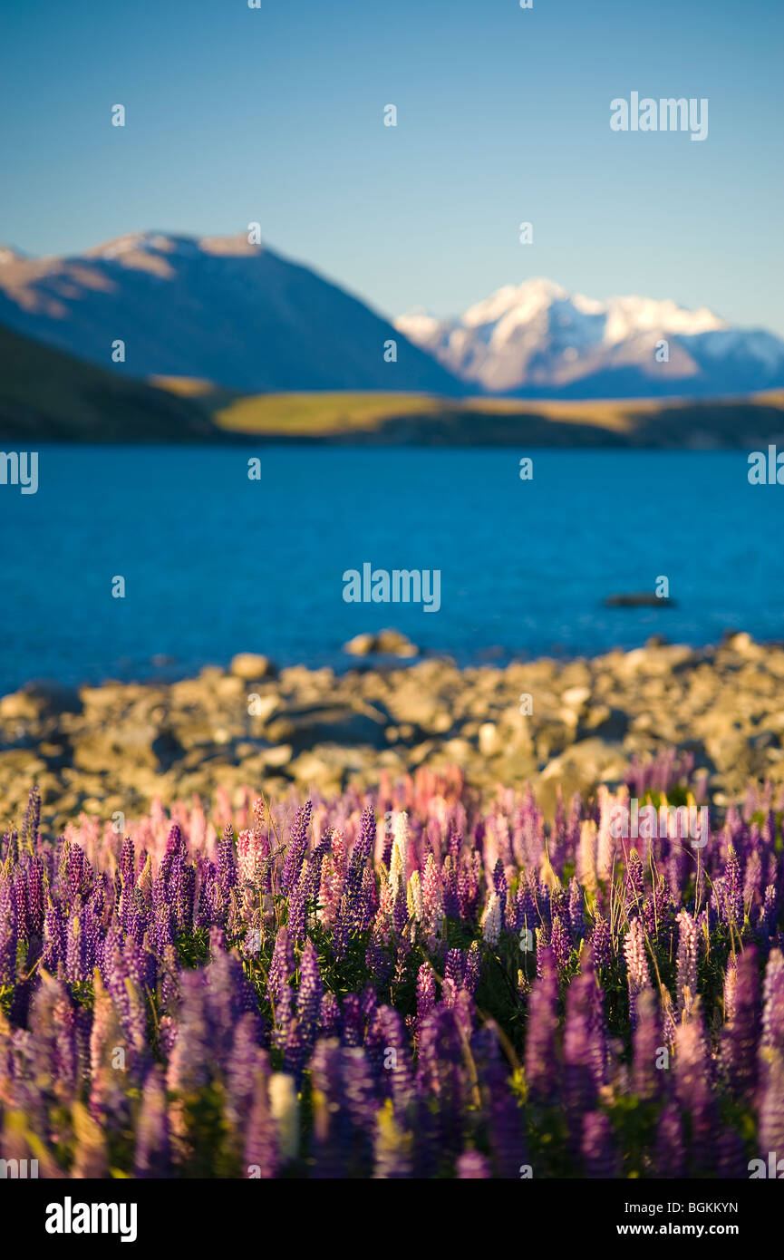 Lake Tekapo, South Island, New Zealand Stock Photo - Alamy