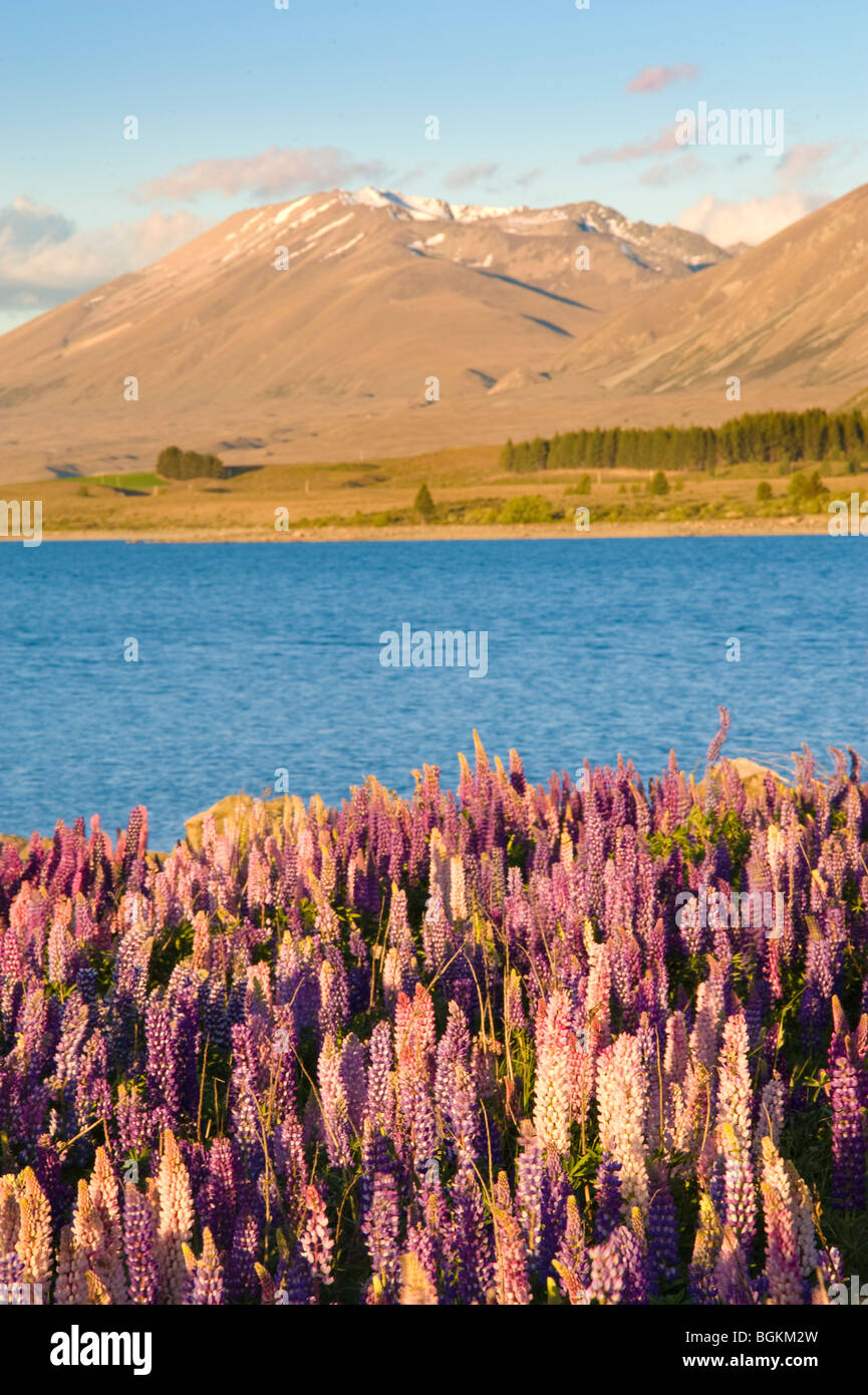 Lake Tekapo, South Island, New Zealand Stock Photo - Alamy