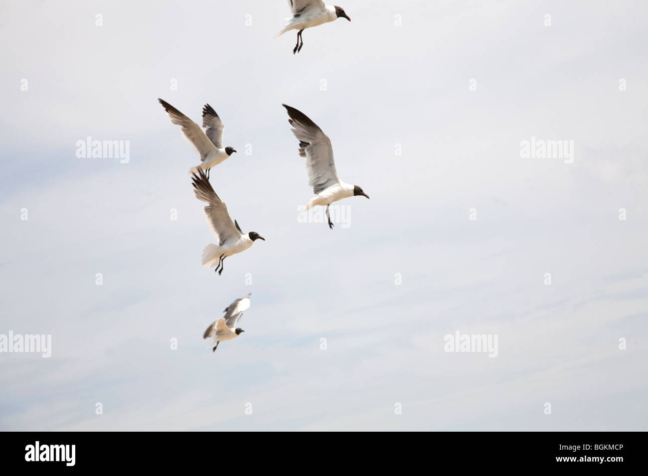Seagulls flying against cloudy sky Stock Photo