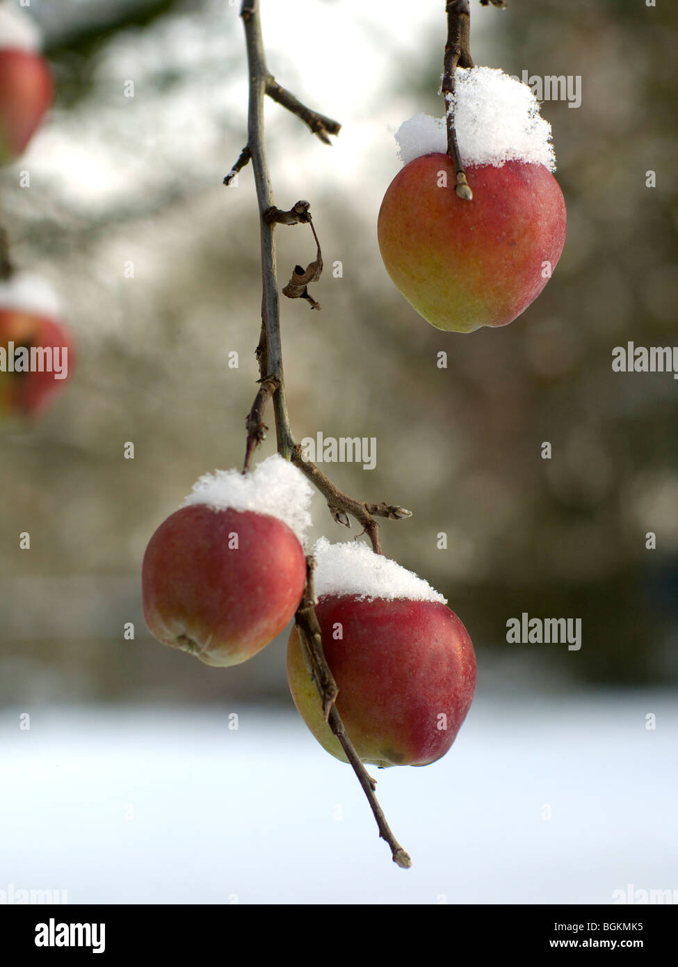 Ripe apples on a tree covered with snow. Stock Photo