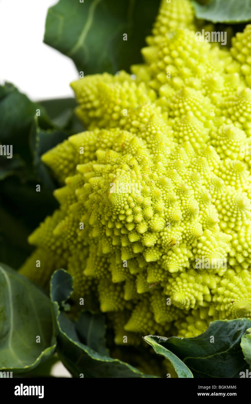 single romanesco vegetable isolated on white Stock Photo Alamy