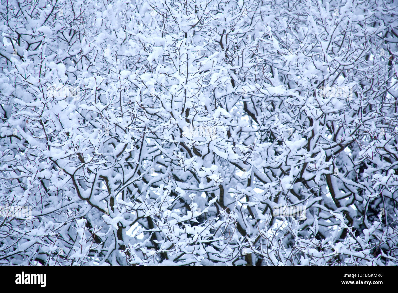 Snow covered trees hi-res stock photography and images - Alamy