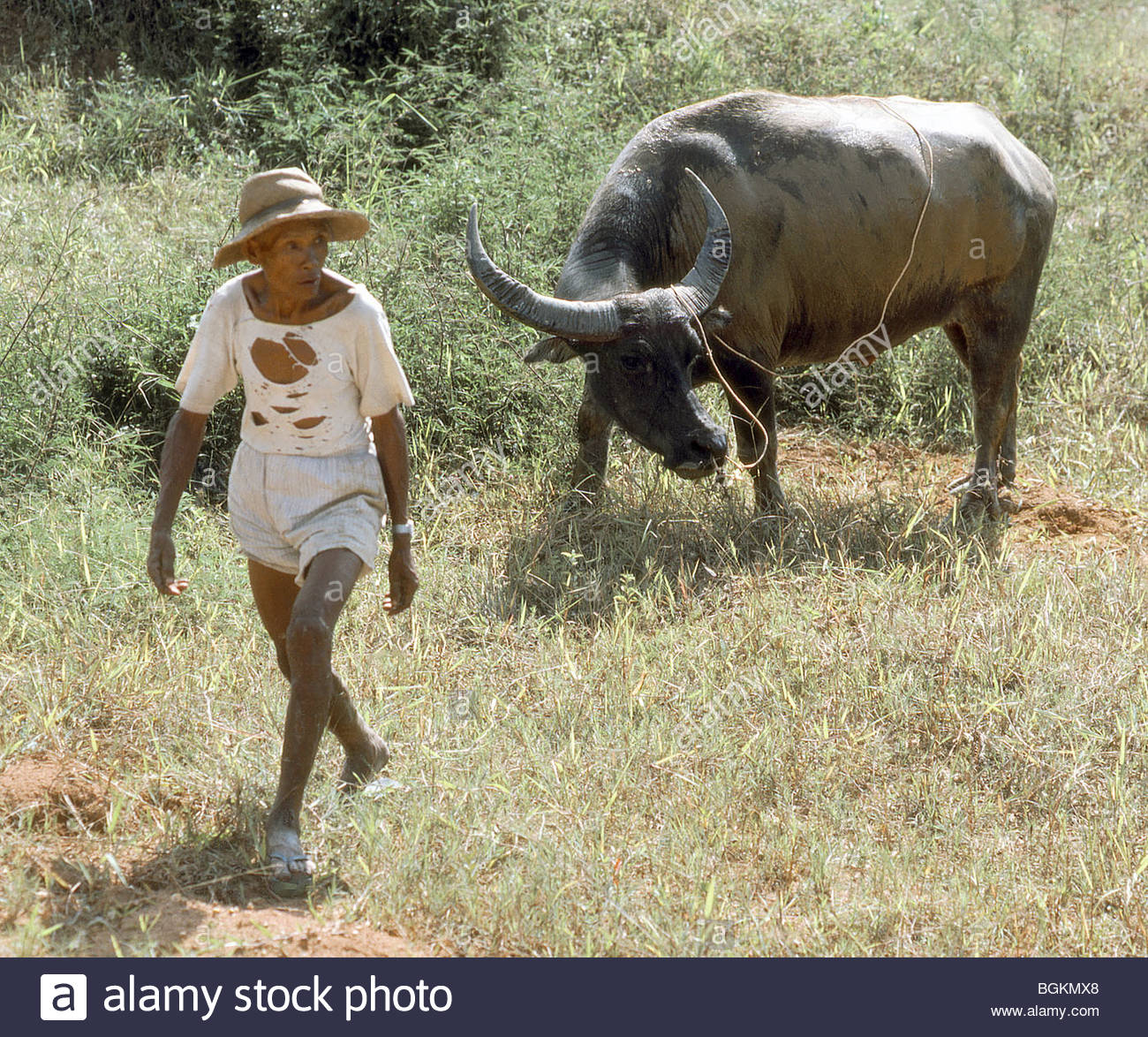China 1980s Farmer with water buffalo Stock Photo - Alamy