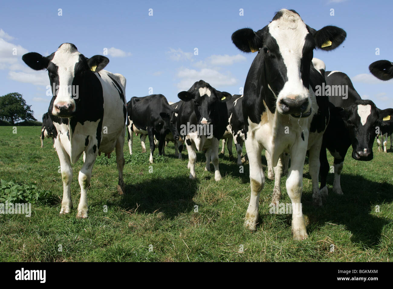 Holstein Dairy Cows In A Field Stock Photo