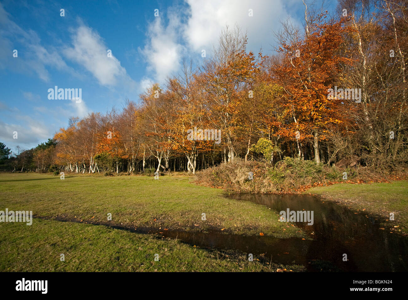 Autumn Colours in the New Forest, Hampshire, England Stock Photo