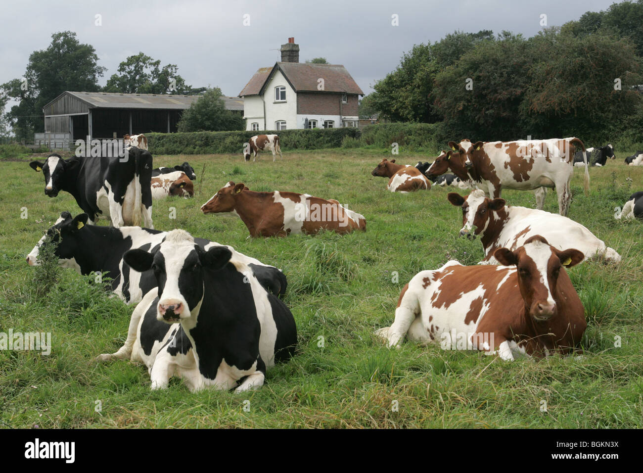 Holstein Dairy Cows In A Field Stock Photo Alamy