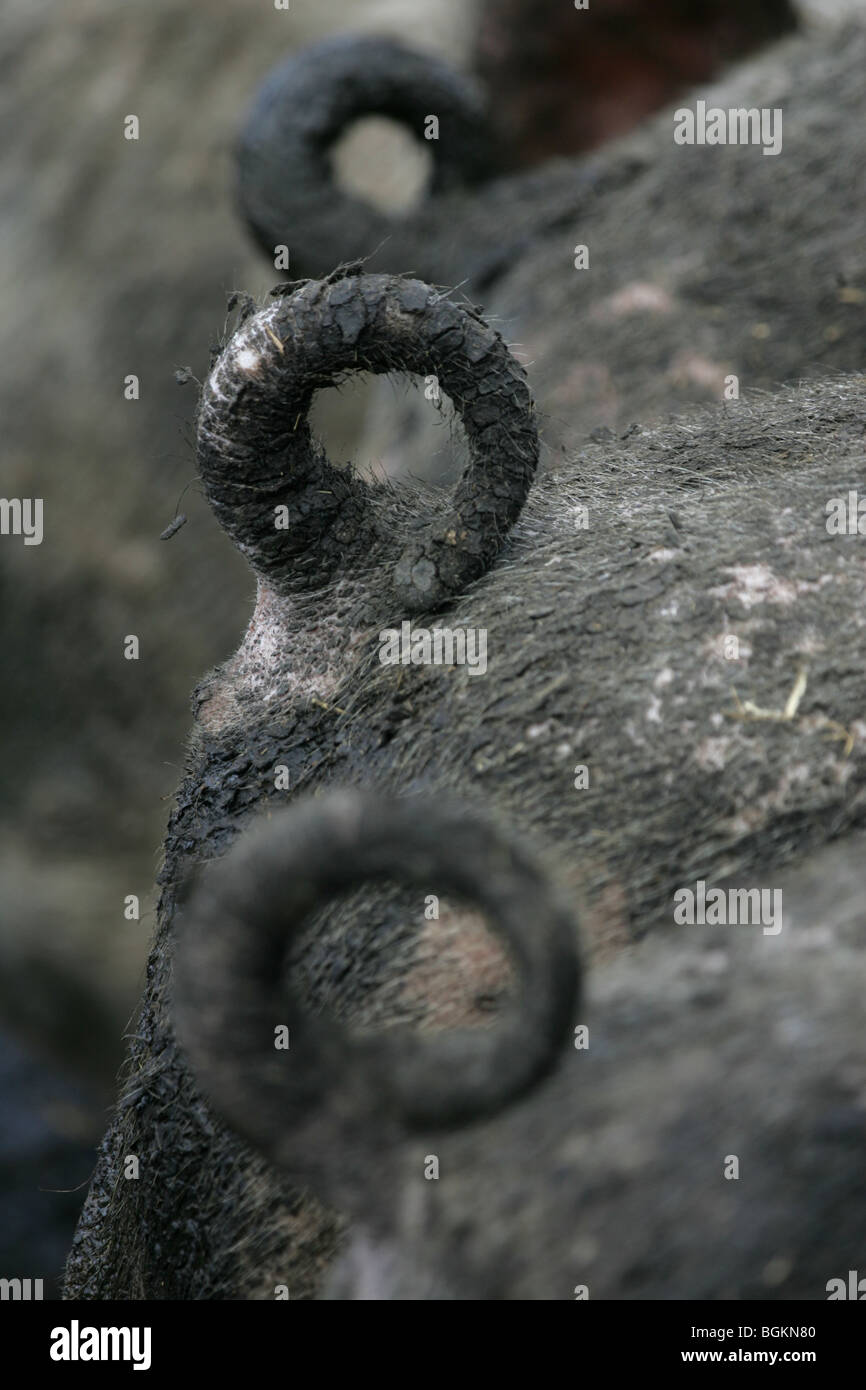 Pigs Tails Covered In Mud Stock Photo