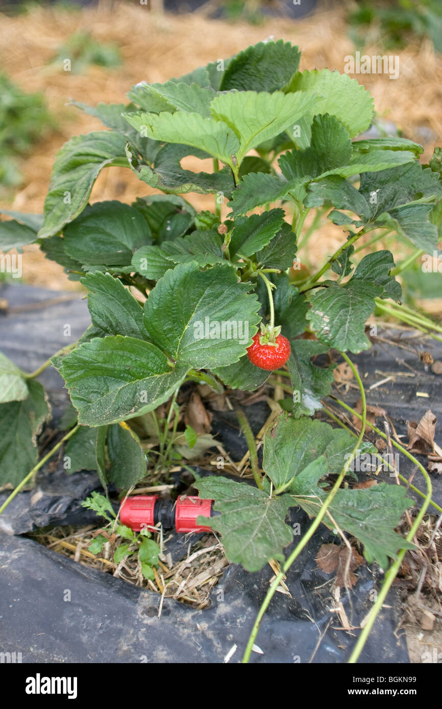 Strawberry Plant Growing In Plastic Stock Photo - Alamy