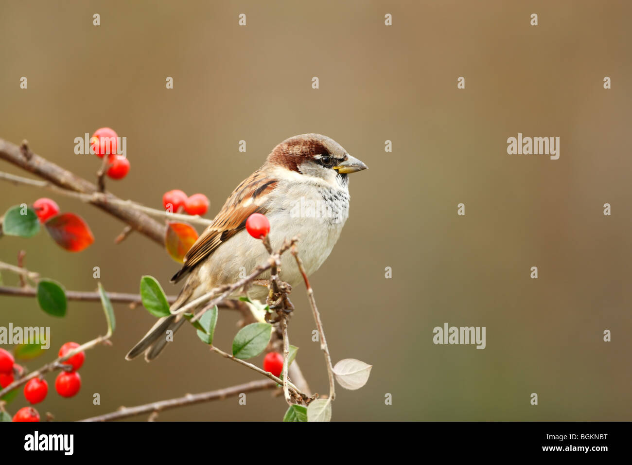 House sparrow (Passer domesticus) male perched on shrub among red berries Stock Photo