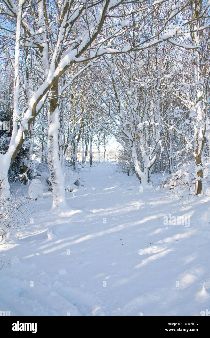 Snow covered woodland , Hampshire, England Stock Photo Alamy