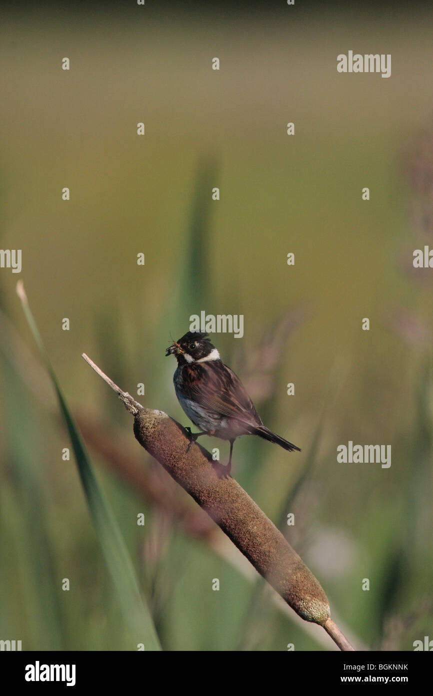 British wetland birds hi-res stock photography and images - Alamy