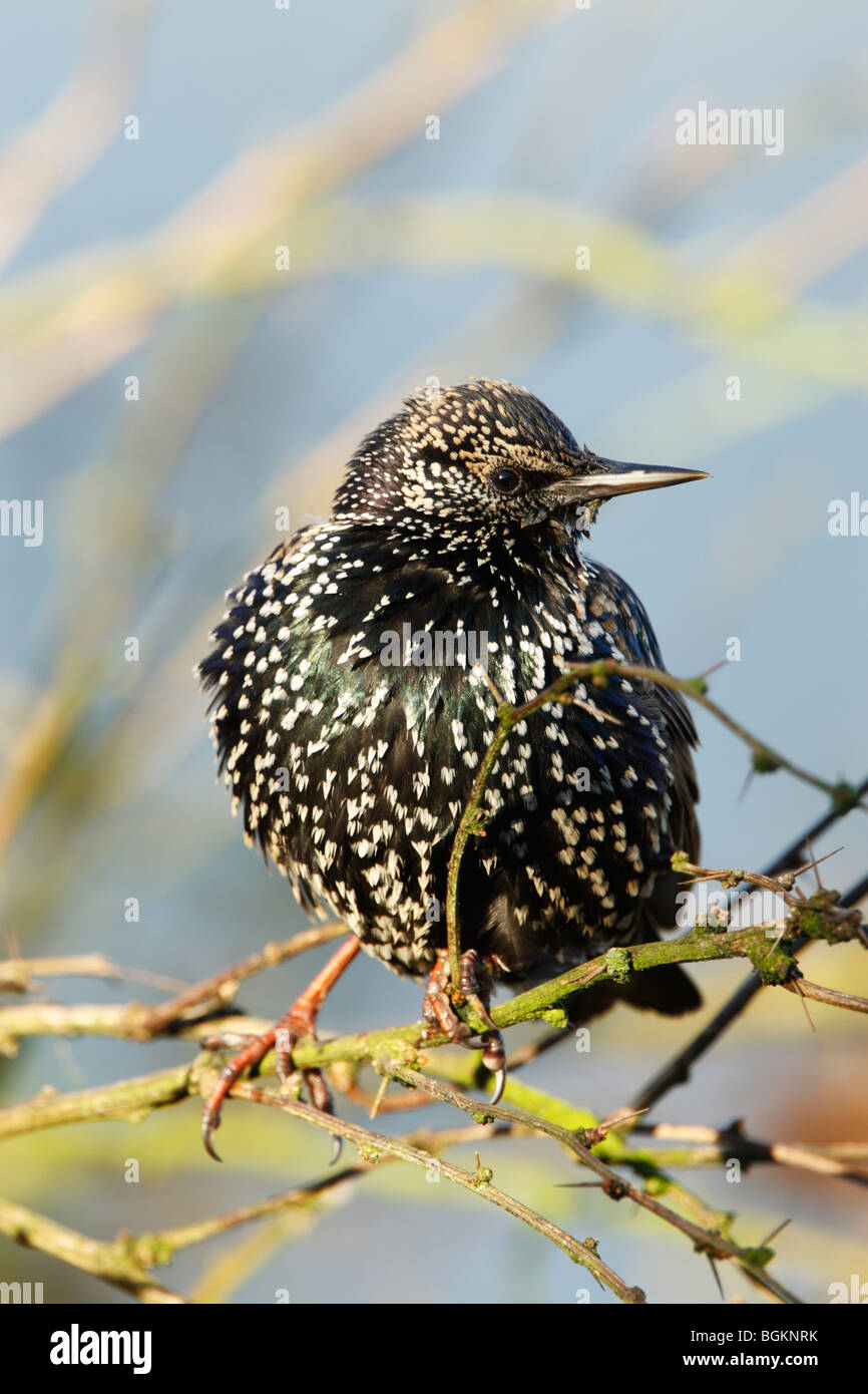 Starling (Sturnus vulagris) in winter plumage showing spots and iridescent feathers while perched in a garden bush Stock Photo