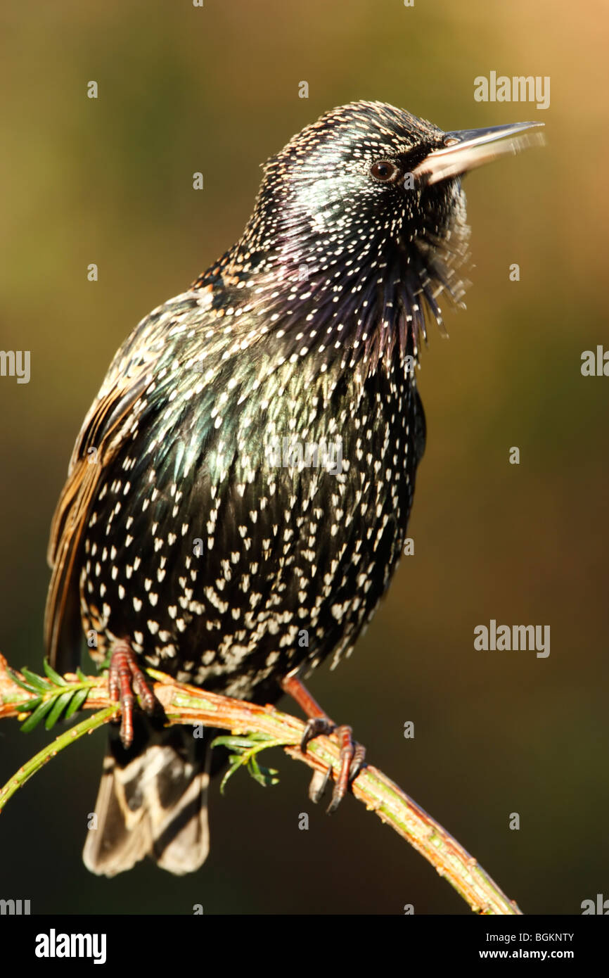 Starling (Sturnus vulagris) in winter plumage showing spots and iridescent plumage while chirping Stock Photo